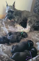 Berta II, a female Standard Schnauzer for sale in Weyers Cave, VA – Photo 3 of 8