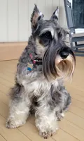 Berta II, a female Standard Schnauzer for sale in Weyers Cave, VA – Photo 6 of 8