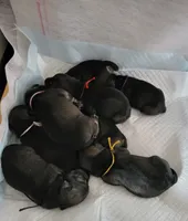 Berta II, a female Standard Schnauzer for sale in Weyers Cave, VA – Photo 7 of 8