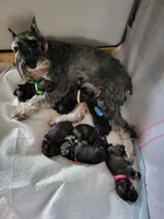 Berta II, a female Standard Schnauzer for sale in Weyers Cave, VA – Photo 8 of 8