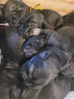 Berta II, a female Standard Schnauzer for sale in Weyers Cave, VA – Photo 2 of 8