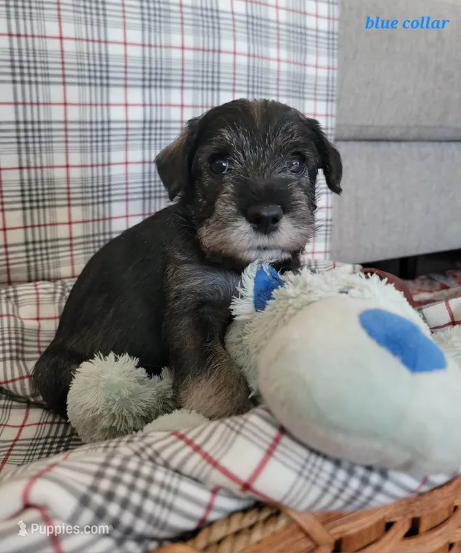 River ○ Blue collar