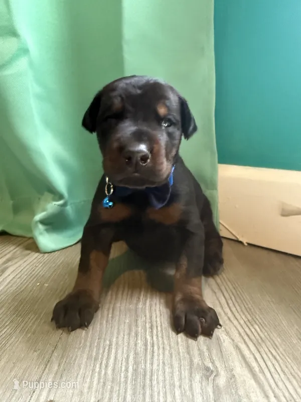Benson Boonie boy FULL EURO – Doberman Pinscher puppy for sale in Hickory, NC
