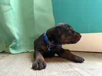 Benson Boonie boy FULL EURO, a male Doberman Pinscher for sale in Hickory, NC – 3 of 4