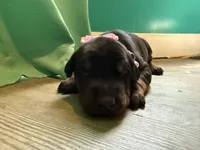 Ariana GrandePaws (pink) /FULL EURO, a female Doberman Pinscher for sale in Hickory, NC – 2 of 3