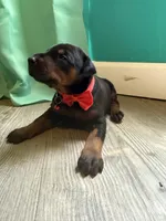 Bruno Paws (red) /FULL EURO, a male Doberman Pinscher for sale in Hickory, NC – 3 of 4