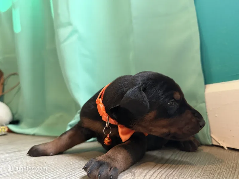 Ed SheronHisLove /FULL EURO – Doberman Pinscher puppy for sale in Hickory, NC