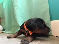 Ed SheronHisLove /FULL EURO, a male Doberman Pinscher for sale in Hickory, NC – 1 of 2