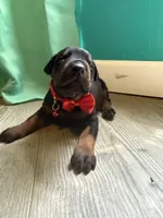 Bruno Paws (red) /FULL EURO, a male Doberman Pinscher for sale in Hickory, NC – 2 of 4