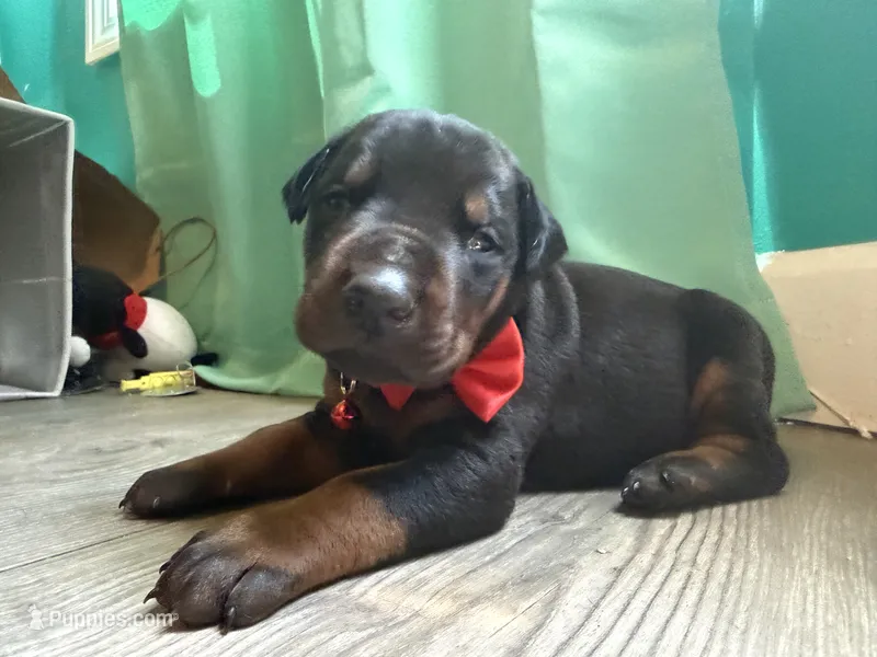 Bruno Paws (red) /FULL EURO – Doberman Pinscher puppy for sale in Hickory, NC