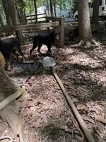 Nix, a female Doberman Pinscher for sale in Hickory, NC – 5 of 5
