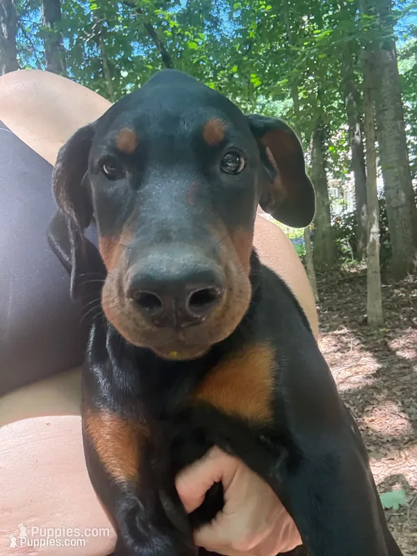 Nix – Doberman Pinscher puppy for sale in Hickory, NC