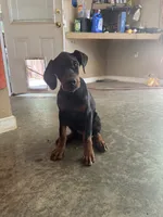 Nix, a female Doberman Pinscher for sale in Hickory, NC – 4 of 5