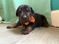Ed SheronHisLove /FULL EURO, a male Doberman Pinscher for sale in Hickory, NC – 2 of 2