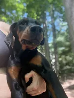 Nix, a female Doberman Pinscher for sale in Hickory, NC – 2 of 5