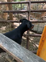 Nix, a female Doberman Pinscher for sale in Hickory, NC – 3 of 5
