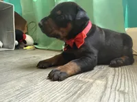 Bruno Paws (red) /FULL EURO, a male Doberman Pinscher for sale in Hickory, NC – 4 of 4