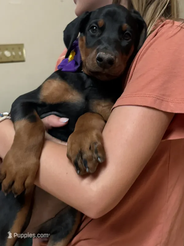 Ariana GrandePaws (pink) /FULL EURO – Doberman Pinscher puppy for sale in Hickory, NC