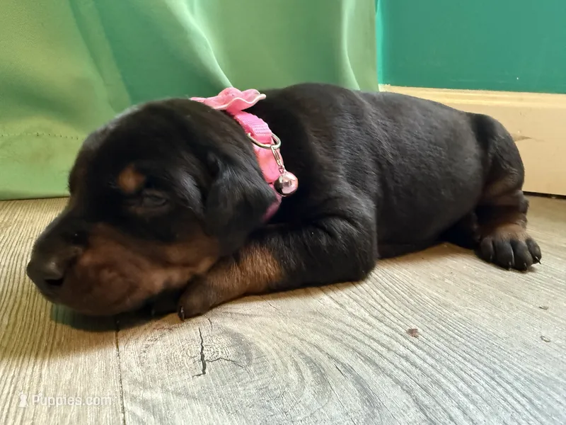 Ariana GrandePaws (pink) /FULL EURO – Doberman Pinscher puppy for sale in Hickory, NC