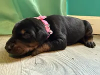 Ariana GrandePaws (pink) /FULL EURO, a female Doberman Pinscher for sale in Hickory, NC – 1 of 3