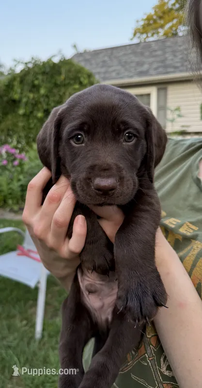 Hank – Labrador Retriever puppy for sale in Adel, IA