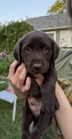 Hank, a male Labrador Retriever for sale in Adel, IA – 1 of 1