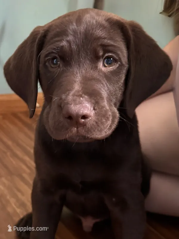 Jeb – German Shorthaired Pointer, Labrador Retriever puppy for sale in Adel, IA
