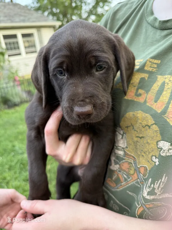 Jeb – German Shorthaired Pointer, Labrador Retriever puppy for sale in Adel, IA