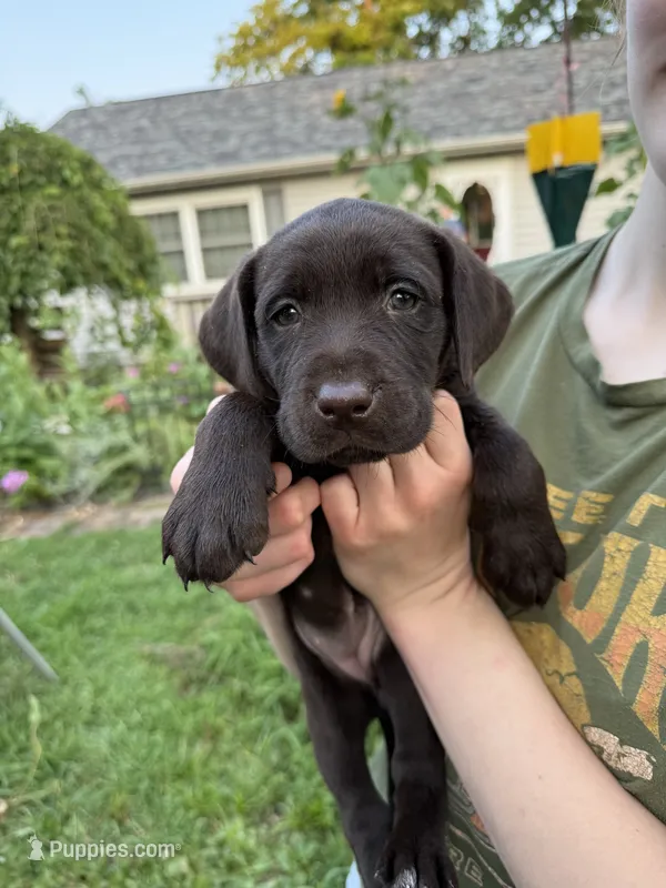 Seven – German Shorthaired Pointer, Labrador Retriever puppy for sale in Adel, IA