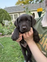 Seven, a female German Shorthaired Pointer and Labrador Retriever for sale in Adel, IA – 1 of 1