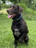Martha, a female German Shorthaired Pointer and Labrador Retriever for sale in Adel, IA – 5 of 6
