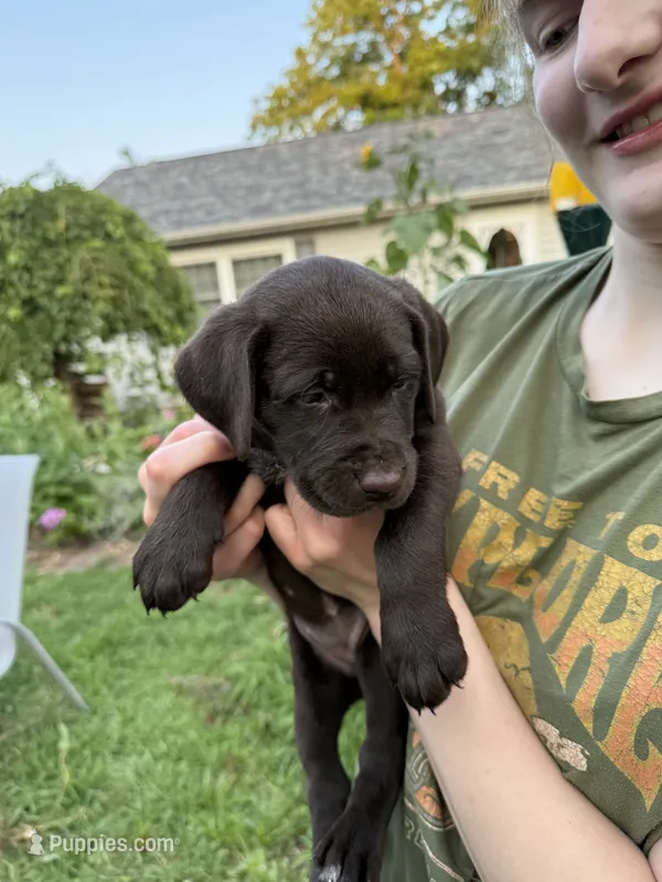 Sam – Labrador Retriever puppy for sale in Adel, IA