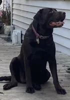 Martha, a female German Shorthaired Pointer and Labrador Retriever for sale in Adel, IA – 6 of 6