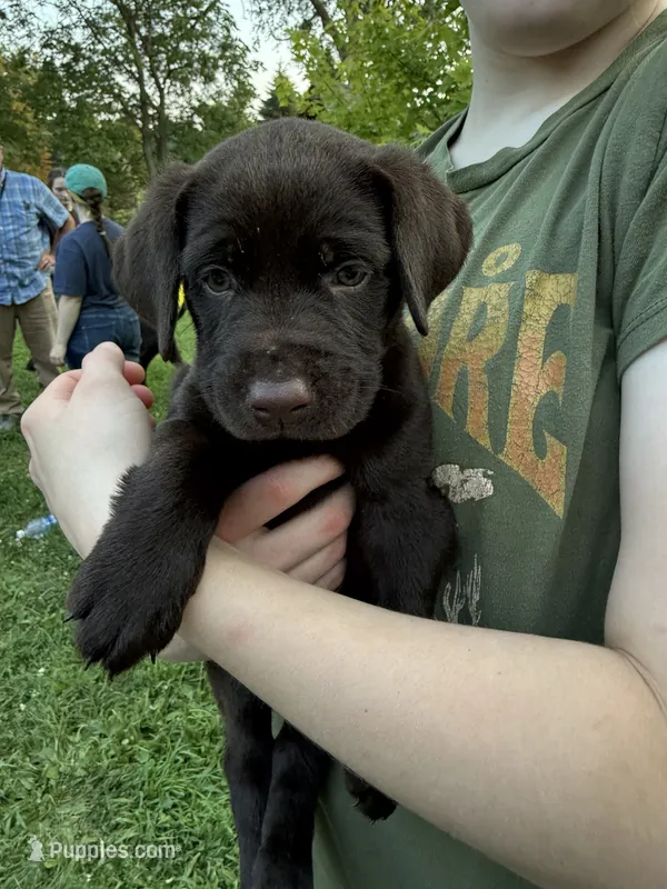 Martha – German Shorthaired Pointer, Labrador Retriever puppy for sale in Adel, IA