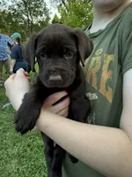 Martha, a female German Shorthaired Pointer and Labrador Retriever for sale in Adel, IA – 1 of 6