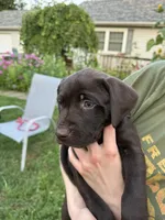Martha, a female German Shorthaired Pointer and Labrador Retriever for sale in Adel, IA – 4 of 6