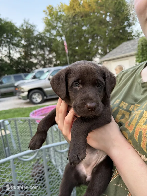 Dot – German Shorthaired Pointer, Labrador Retriever puppy for sale in Adel, IA