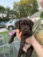 Dot, a female German Shorthaired Pointer and Labrador Retriever for sale in Adel, IA – 1 of 1