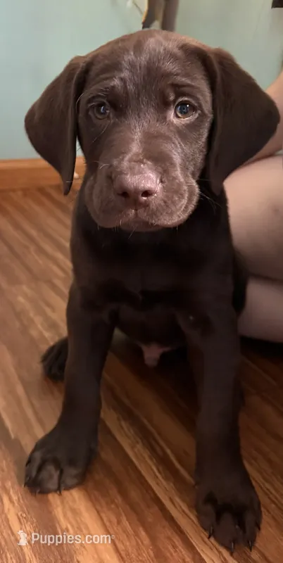 Jeb – German Shorthaired Pointer, Labrador Retriever puppy for sale in Adel, IA