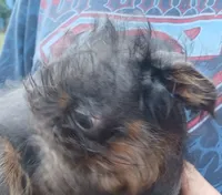 Blue and Tan rough girl. , a female Brussels Griffon for sale in Stella, MO – 7 of 10