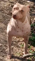 Higgins, a male American Hairless Terrier for sale in Stella, MO – 6 of 9