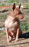 Higgins, a male American Hairless Terrier for sale in Stella, MO – 5 of 9