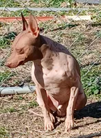 Higgins, a male American Hairless Terrier for sale in Stella, MO – 3 of 9
