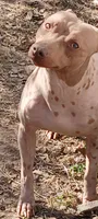 Higgins, a male American Hairless Terrier for sale in Stella, MO – 7 of 9