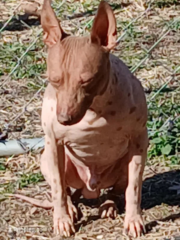 Higgins – American Hairless Terrier puppy for sale in Stella, MO