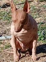 Higgins, a male American Hairless Terrier for sale in Stella, MO – 1 of 9