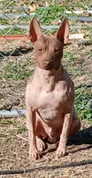 Higgins, a male American Hairless Terrier for sale in Stella, MO – 8 of 9
