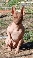 Higgins, a male American Hairless Terrier for sale in Stella, MO – 4 of 9