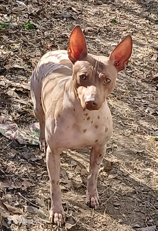 Higgins – American Hairless Terrier puppy for sale in Stella, MO