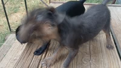 Smooth Black Female., a female Brussels Griffon for sale in Stella, MO – 10 of 10